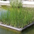 Planter un pied d'equisetum