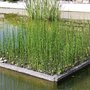 Planter un pied d'equisetum