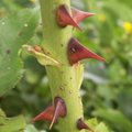 Les épines de rosiers