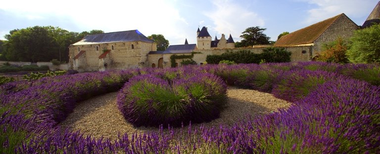 Parterres de lavande devant le Château du Rivau (37)