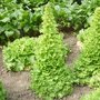 La récolte de graines de légumes et condimentaires au jardin