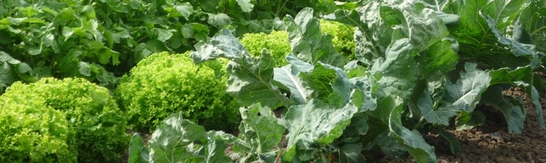 Feuilles craquantes de salades tout l'hiver