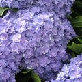 Bien choisir un hortensia