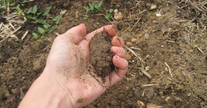 Analyser la terre de jardin