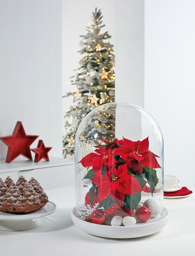 Poinsettia sous cloche