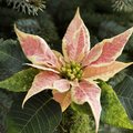 Décorer une table de Noël avec un poinsettia