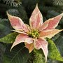 Décorer une table de Noël avec un poinsettia