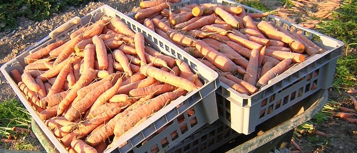 De belles récoltes de carottes