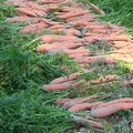 Bien choisir les variétés de carottes