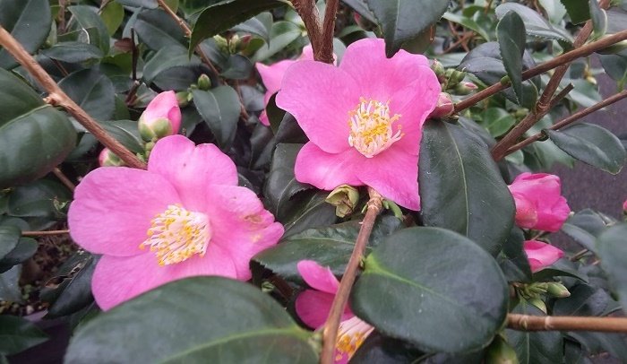 Arbuste à floraison automnale