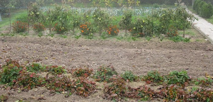 Semis d'hiver de légumes