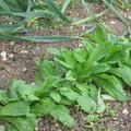 Semer et planter en hiver les légumes pour le printemps