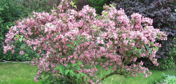 Arbuste à fleurs