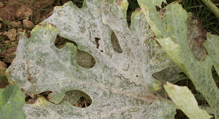 Taches blanches sur les feuilles