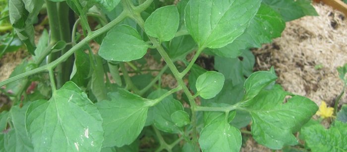 Conserver les feuilles d'un pied de tomate