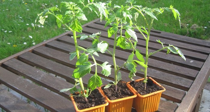 Plant de tomates avec des points de greffe