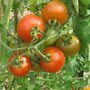 C'est quoi un plant de tomates greffé ?