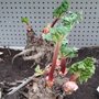 Plantation de la rhubarbe