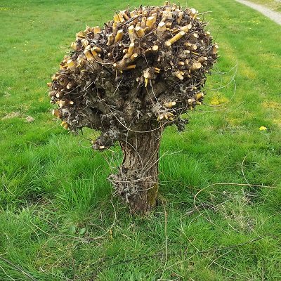 Taille d'un saule - Après