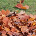 Comment faire un terreau de feuilles ?