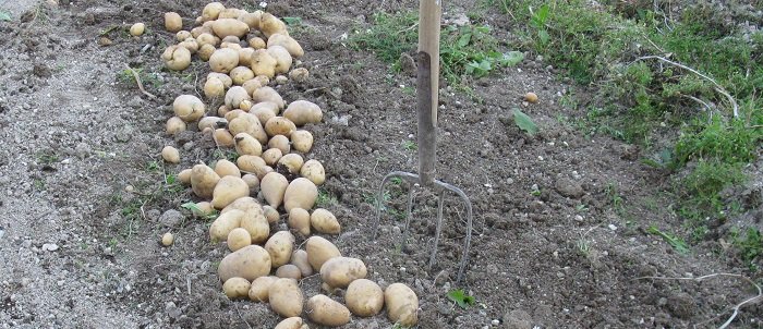 Réussir ses pommes de terre