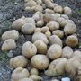 4 gestes essentiels pour réussir les pommes de terre ?