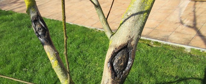 Cicatriser les arbres avec un mastic naturel