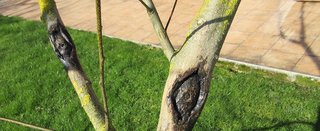Plaies recouvertes de mastic