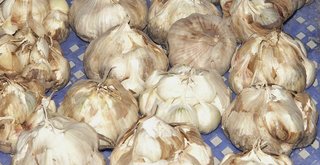 Ail (allium), précieux pour soigner le jardin