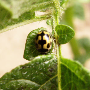 Coccinelle jaune à points noir