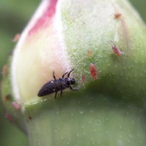 Qu'est-ce que la coccinelle jaune asiatique ? - Gamm vert