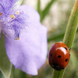 Coccinelle européenne