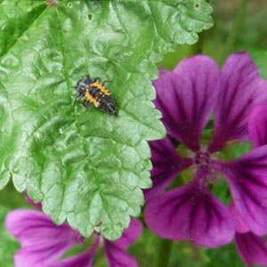 Larve de coccinelle asiatique