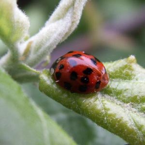 Coccinelle asiatique