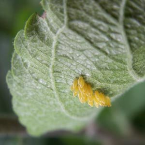 Oeufs de coccinelle