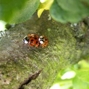 Coccinelle asiatique et coccinelle à sept points, quelle différences ? - La  Salamandre