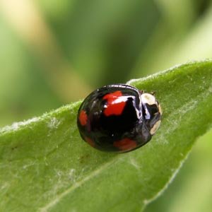 Autre coccinelle asiatique