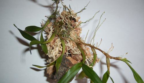 Matériel nécessaire au montage d’une épiphyte :