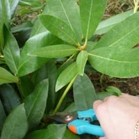 Prendre une tige de rhododendron