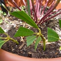 Planter la bouture