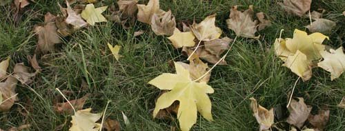 Feuilles saines