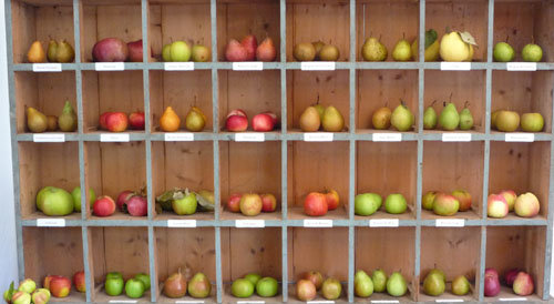 Variétés de pommes