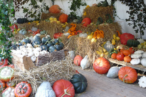 Courges et cucurbitacées