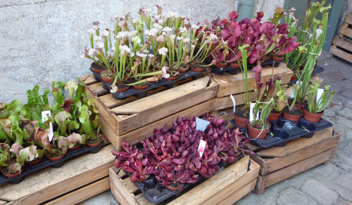 Sarracenia