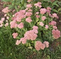 Floraison d'avril à septembre