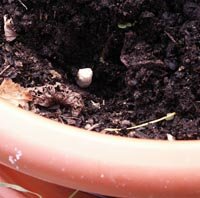 Une fois plantés