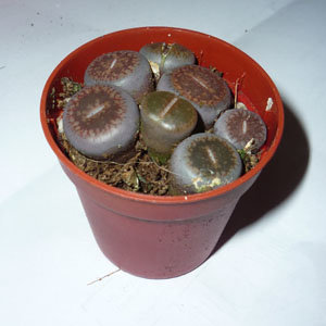 Lithops - plante caillou