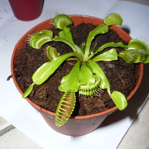 Dionaea - plante carnivore
