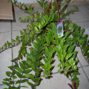 Aeschynanthus