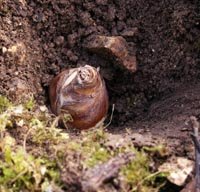 Une fois les bulbes plantés